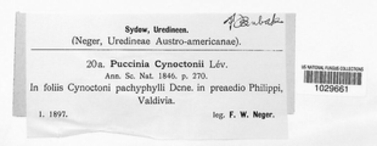 Puccinia cynoctoni image